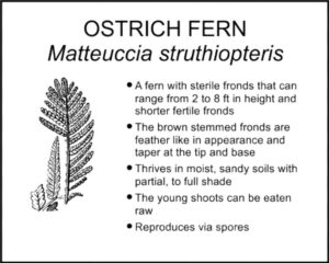 OSTRICH FERN