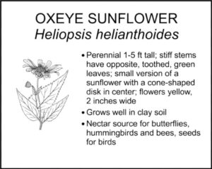 OXEYE SUNFLOWER