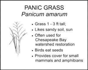 PANIC GRASS