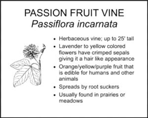 PASSION FRUIT VINE