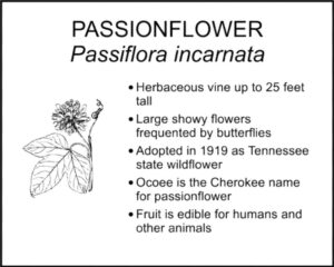 PASSIONFLOWER