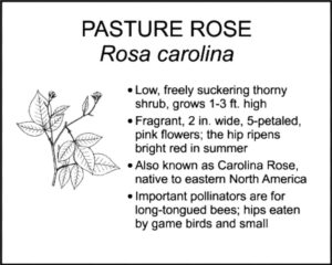 PASTURE ROSE