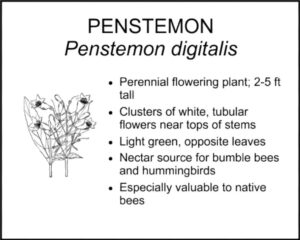 PENSTEMON