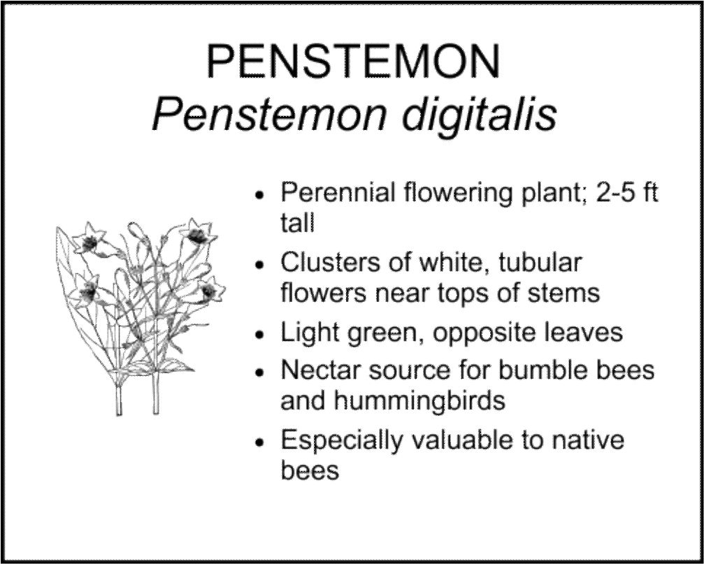 PENSTEMON