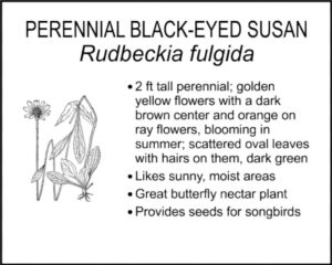 PERENNIAL BLACK-EYED SUSAN