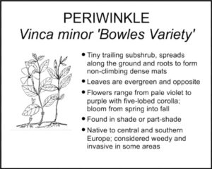 PERIWINKLE