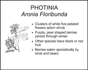 PHOTINIA