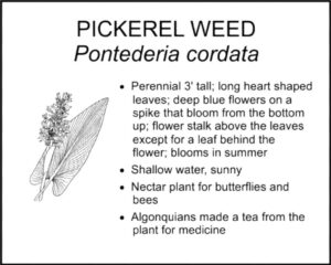PICKEREL WEED