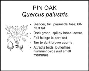 PIN OAK