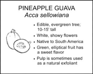 PINEAPPLE GUAVA