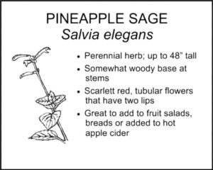 PINEAPPLE SAGE