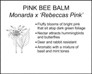 PINK BEE BALM