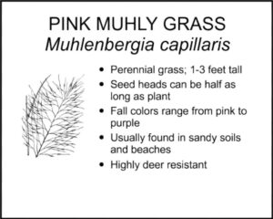 PINK MUHLY GRASS