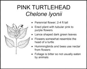 PINK TURTLEHEAD