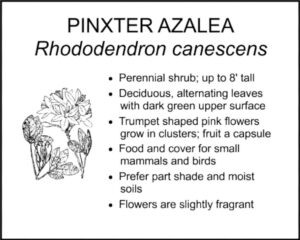 PINXTER AZALEA