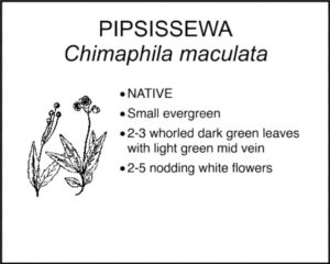 PIPSISSEWA