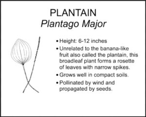 PLANTAIN