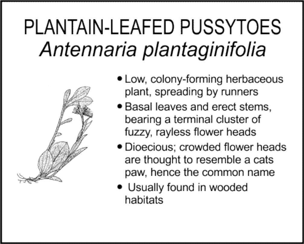 PLANTAIN-LEAFED PUSSYTOES