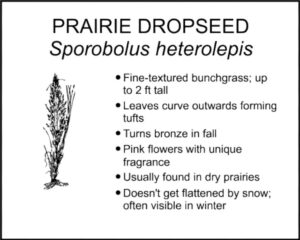 PRAIRIE DROPSEED