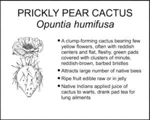 PRICKLY PEAR CACTUS