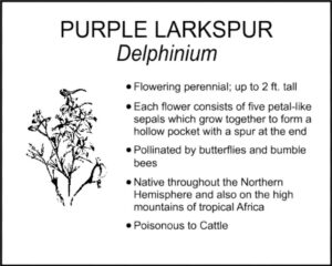 PURPLE LARKSPUR