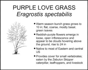 PURPLE LOVE GRASS