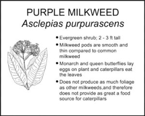 PURPLE MILKWEED