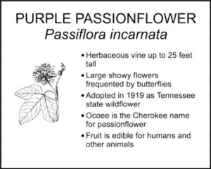 PURPLE PASSIONFLOWER