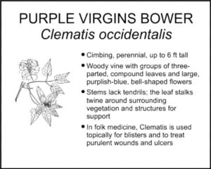 PURPLE VIRGINS BOWER