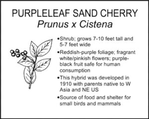 PURPLELEAF SAND CHERRY