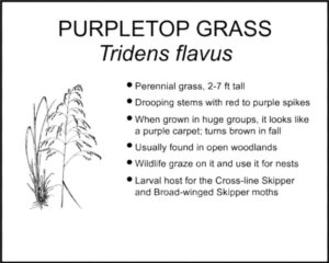 PURPLETOP GRASS