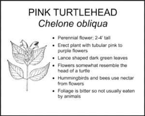 Pink Turtlehead - chelone obliqua