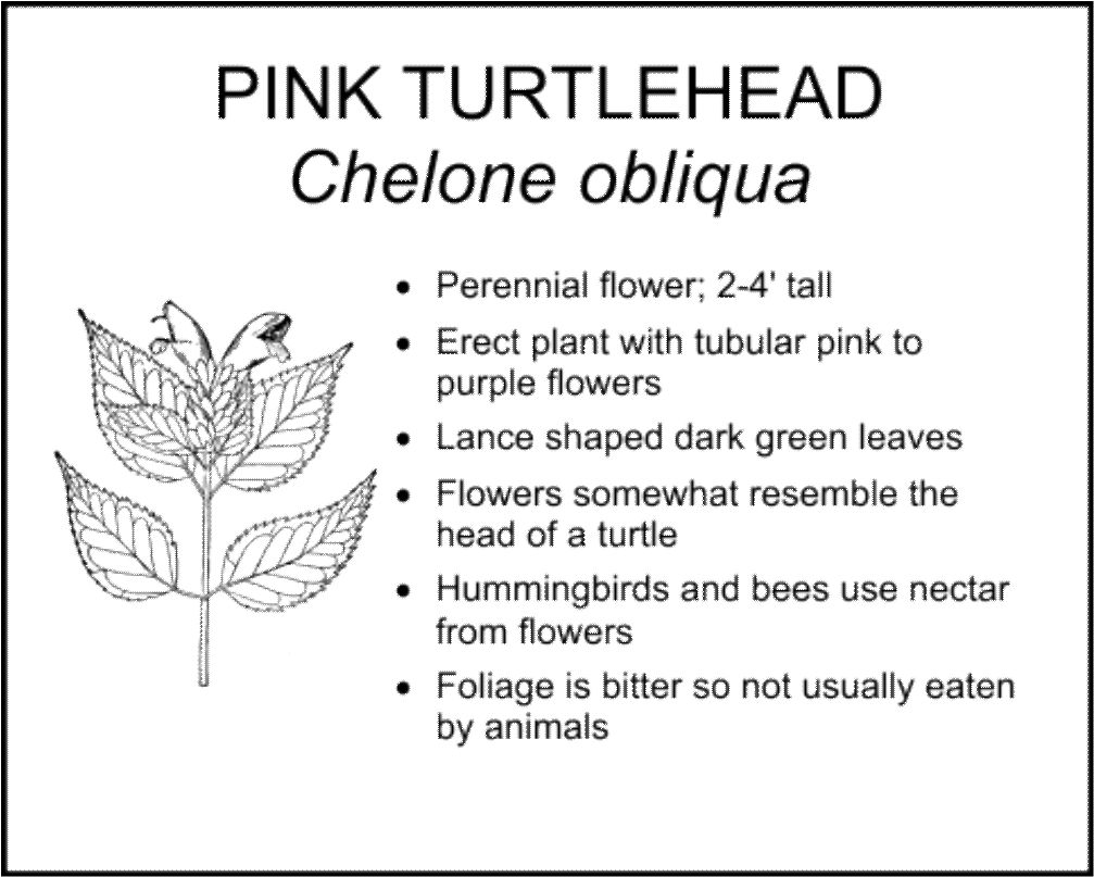 Pink Turtlehead - chelone obliqua