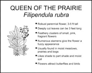 QUEEN OF THE PRAIRIE