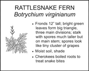 RATTLESNAKE FERN