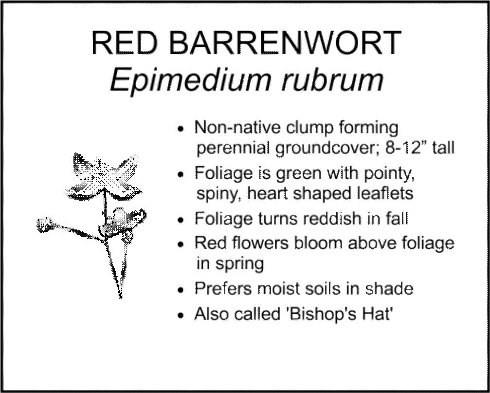RED BARRENWORT