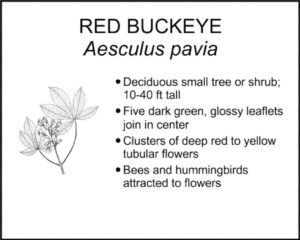 RED BUCKEYE