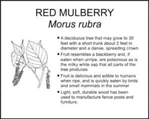 RED MULBERRY