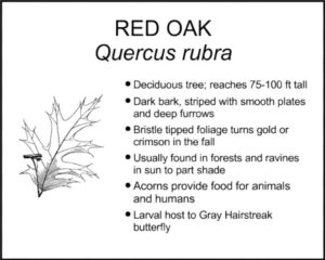 RED OAK