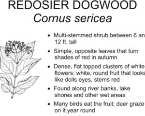 RED OSIER DOGWOOD