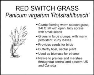 RED SWITCH GRASS