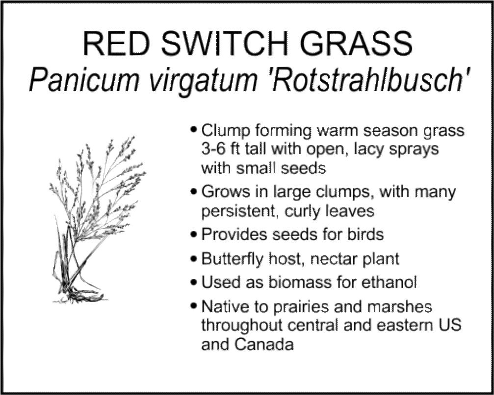RED SWITCH GRASS