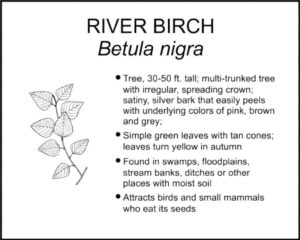 RIVER BIRCH