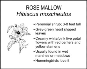 ROSE MALLOW