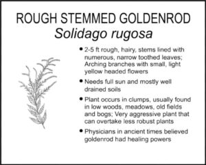 ROUGH STEMMED GOLDENROD