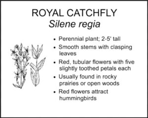 ROYAL CATCHFLY