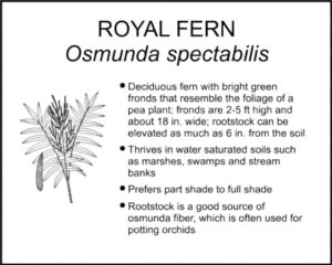 ROYAL FERN