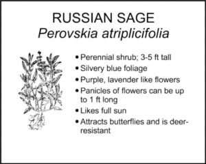 RUSSIAN SAGE