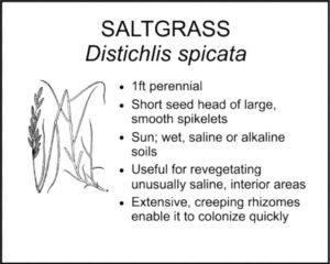 SALTGRASS