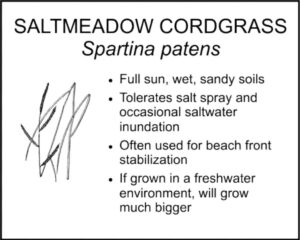 SALTMEADOW CORDGRASS